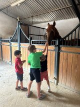 Bulls and Horses farm tour
