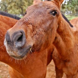 Bulls and Horses farm tour