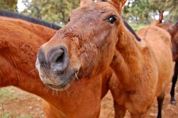 Bulls and Horses farm tour