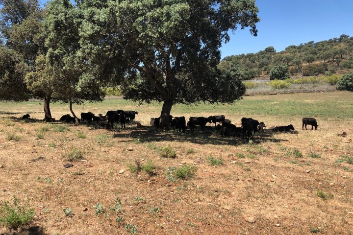 Bulls and Horses farm tour