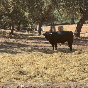 Bulls and Horses farm tour