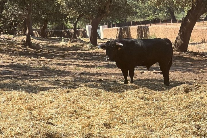 Bulls and Horses farm tour