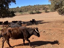 Bulls and Horses farm tour