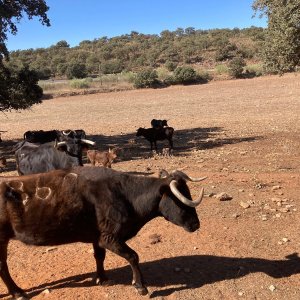 Bulls and Horses farm tour