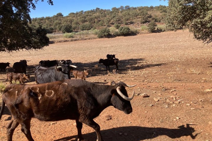 Bulls and Horses farm tour