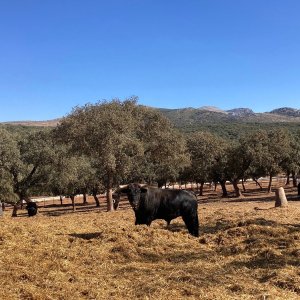 Bulls and Horses farm tour