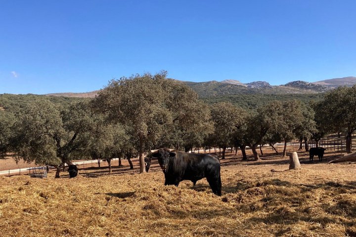 Bulls and Horses farm tour