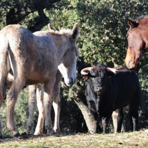 Bulls and Horses farm tour