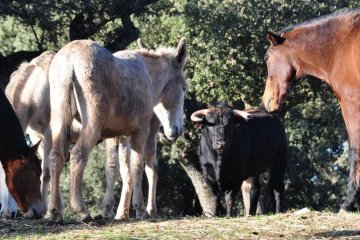 Bulls and Horses farm tour