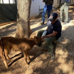 Bulls and Horses farm tour