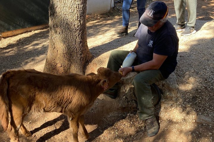 Bulls and Horses farm tour