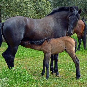 Bulls and Horses farm tour