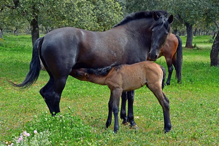 Bulls and Horses farm tour