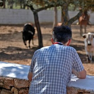 Bulls and Horses farm tour
