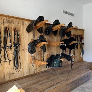 Bulls and Horses farm tour