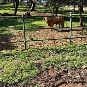 Bulls and Horses farm tour