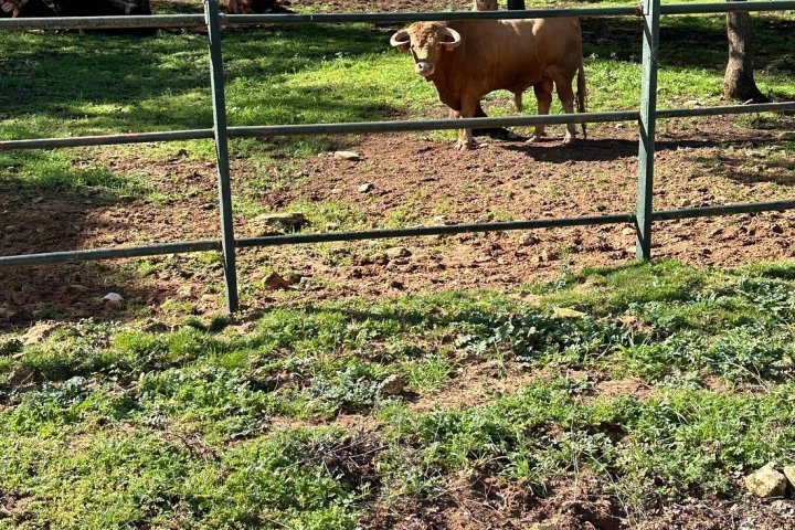 Bulls and Horses farm tour