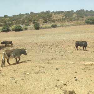 Bulls and Horses farm tour