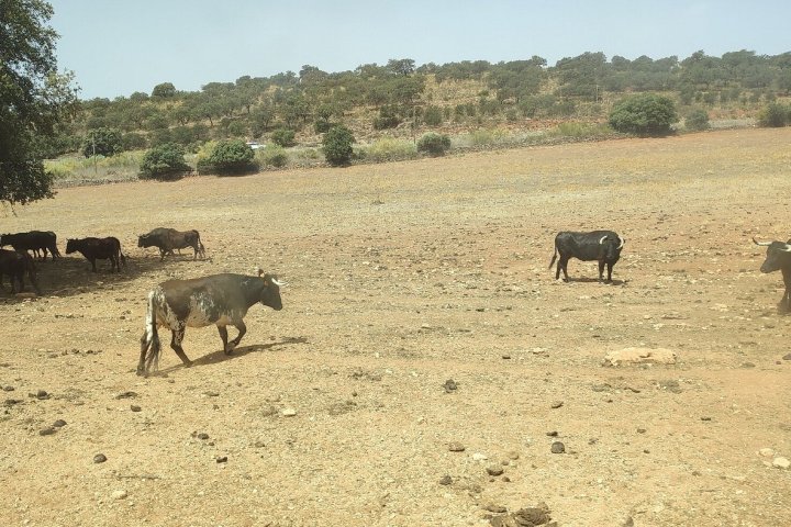 Bulls and Horses farm tour
