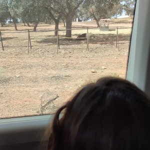 Bulls and Horses farm tour