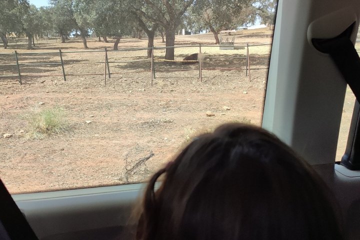 Bulls and Horses farm tour