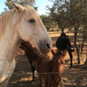 Bulls and Horses farm tour