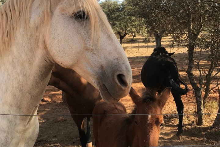 Bulls and Horses farm tour