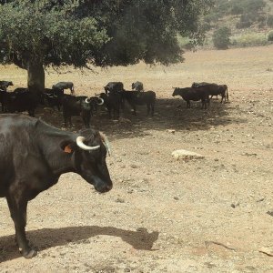 Bulls and Horses farm tour