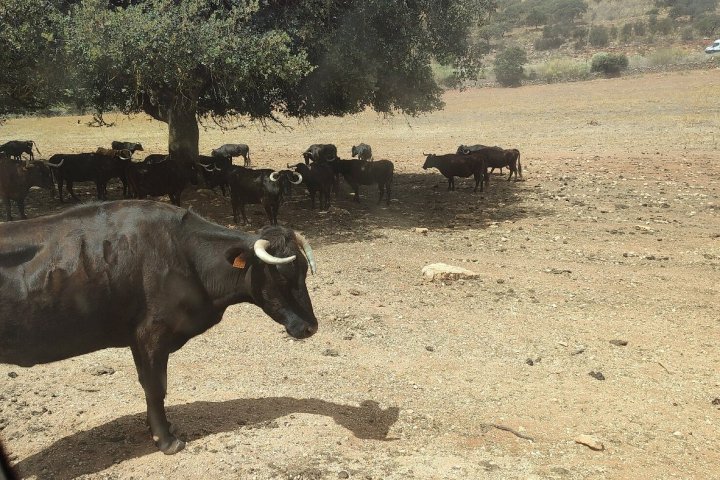 Bulls and Horses farm tour