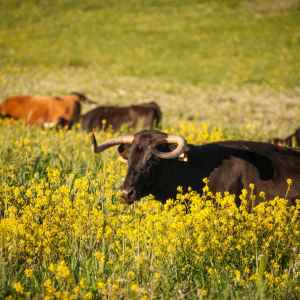 Bulls and Horses farm tour
