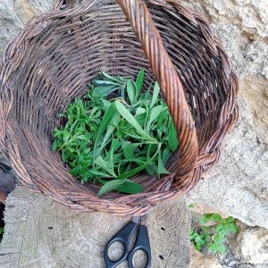 Edible & Medicinal Wild Plants tour