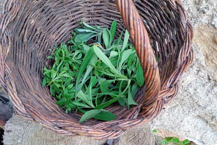 Edible & Medicinal Wild Plants tour