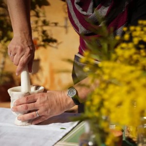 Edible & Medicinal Wild Plants tour