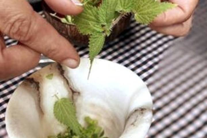 Edible & Medicinal Wild Plants tour