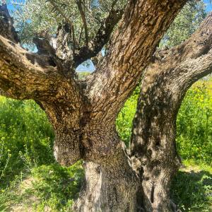 Málaga olive oil tour
