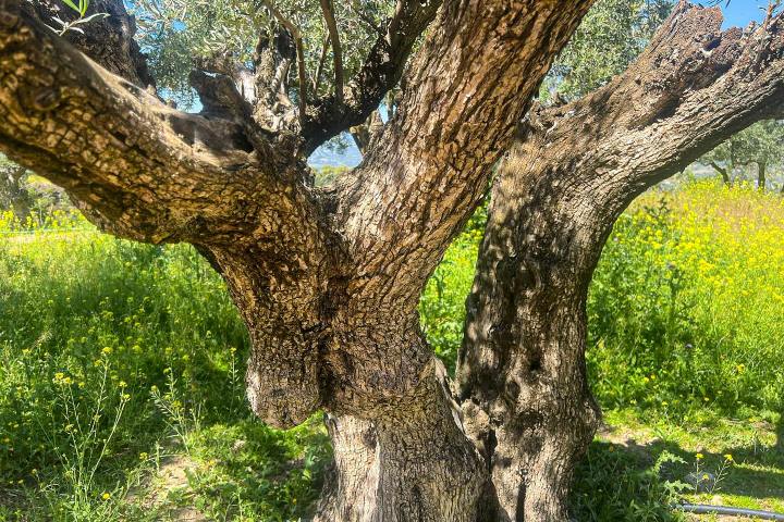 Málaga olive oil tour
