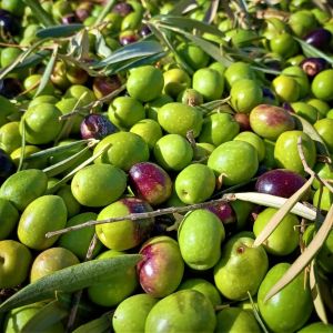 Málaga olive oil tour