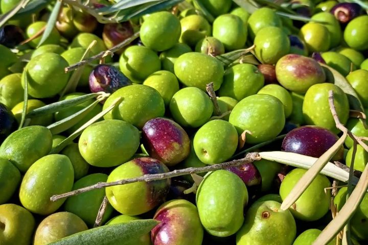 Málaga olive oil tour