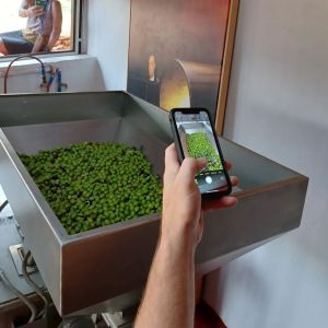 Málaga olive oil tour