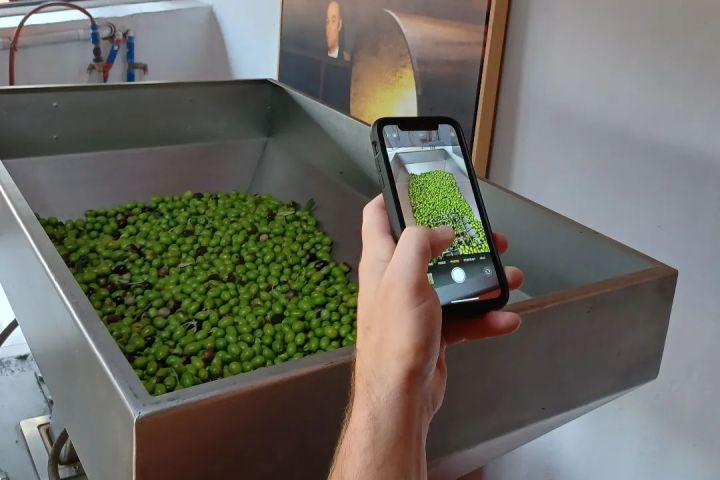 Málaga olive oil tour