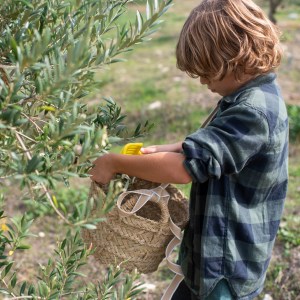 Málaga olive oil tour