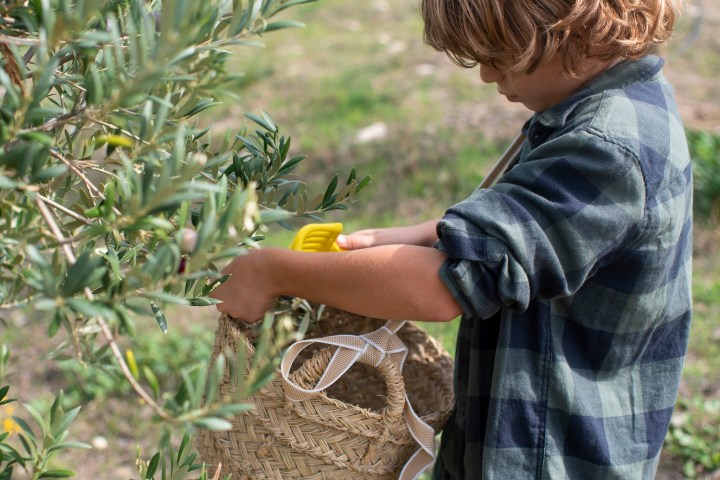 Málaga olive oil tour