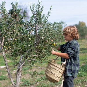 Málaga olive oil tour