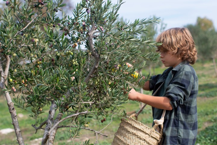 Málaga olive oil tour