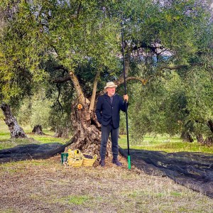 Málaga olive oil tour