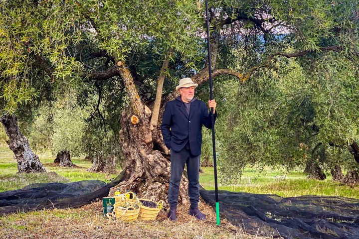 Málaga olive oil tour