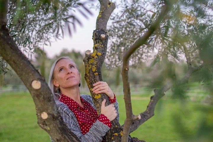 Málaga olive oil tour