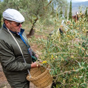 Málaga olive oil tour