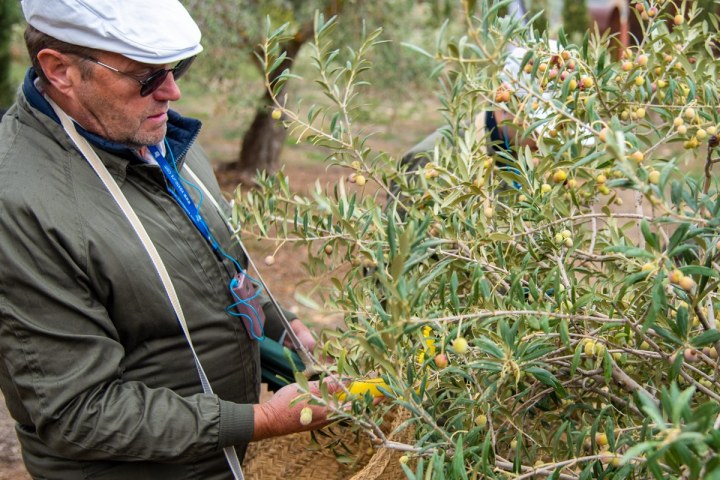 Málaga olive oil tour