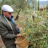 Málaga olive oil tour